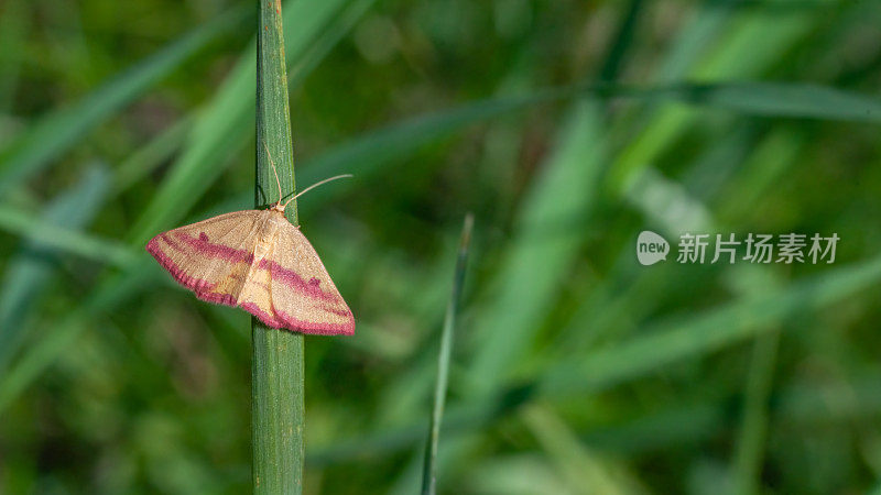 扁豆几何蛾，(Haematopis grataria)，蝴蝶粉色几何。